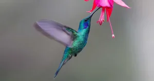 الگوریتم مرغ مگس خوار Hummingbird گوگل