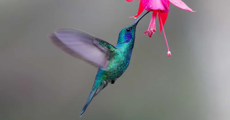 الگوریتم مرغ مگس خوار Hummingbird گوگل